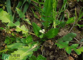 便秘能吃薺菜嗎？便秘可以吃薺菜嗎？