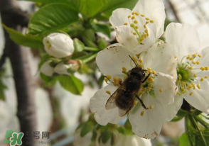 櫻桃怎么授粉？紅燈櫻桃怎么授粉？