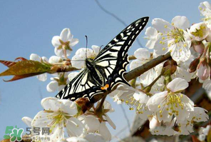 櫻桃怎么授粉？紅燈櫻桃怎么授粉？