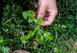 薺菜癌癥病人能吃嗎？乳腺癌能吃薺菜嗎？