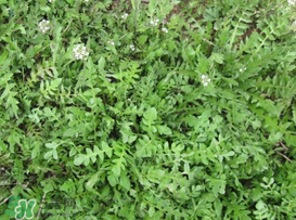 薺菜癌癥病人能吃嗎？乳腺癌能吃薺菜嗎？