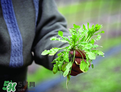 糖尿病人能吃薺菜嗎？糖尿病人可以吃薺菜嗎？