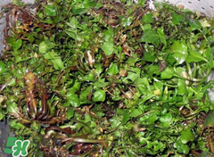 糖尿病人能吃薺菜嗎？糖尿病人可以吃薺菜嗎？