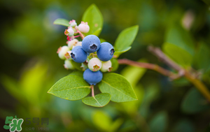 藍(lán)莓變軟了還能吃嗎？藍(lán)莓發(fā)軟了還能吃嗎？