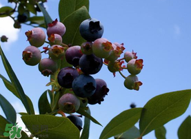 藍(lán)莓變紅可以吃嗎？藍(lán)莓發(fā)紅是壞掉了嘛？