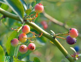 藍(lán)莓變紅可以吃嗎？藍(lán)莓發(fā)紅是壞掉了嘛？