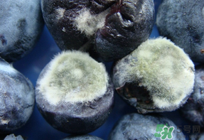 藍(lán)莓發(fā)霉還能吃嗎？藍(lán)莓發(fā)霉怎么辦？