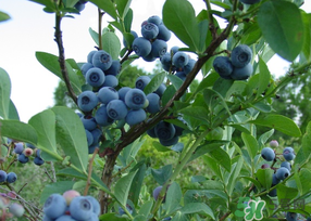 藍(lán)莓發(fā)霉還能吃嗎？藍(lán)莓發(fā)霉怎么辦？