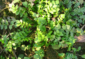 薺菜有草酸嗎？薺菜草酸高嗎？