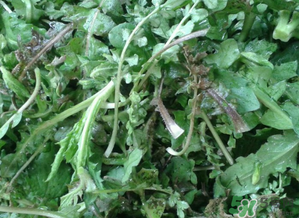 薺菜有草酸嗎？薺菜草酸高嗎？