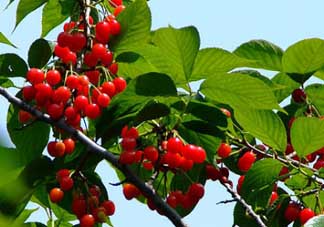 櫻桃樹(shù)幾年結(jié)果？櫻桃樹(shù)不結(jié)果怎么回事？