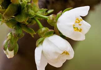 櫻桃需要授粉樹嗎？櫻桃需要什么授粉樹？