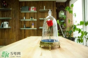 camino美女與野獸音響多少錢？camino玫瑰藍(lán)牙音箱價(jià)格