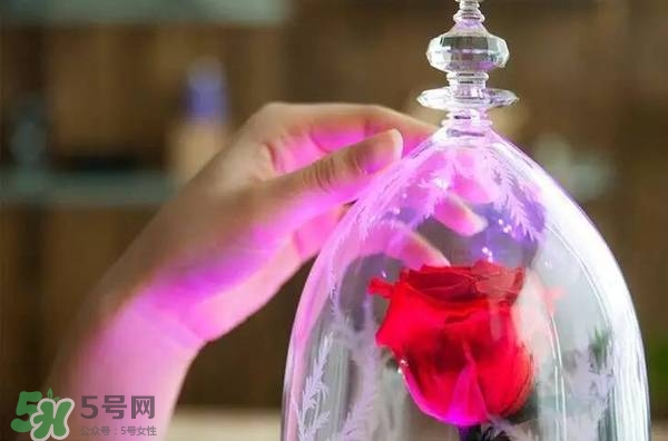 camino美女與野獸音響多少錢？camino玫瑰藍(lán)牙音箱價(jià)格