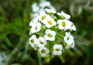 薺菜花可以泡茶嗎？薺菜花泡茶喝有什么功效？