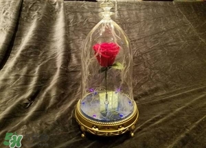 camino美女與野獸音響多少錢？camino玫瑰藍(lán)牙音箱價(jià)格