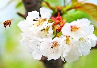 櫻桃怎么授粉？紅燈櫻桃怎么授粉？