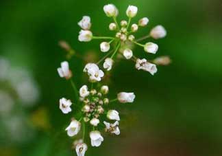 薺菜什么時候開花？薺菜花什么時候采？