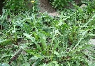 薺菜癌癥病人能吃嗎？乳腺癌能吃薺菜嗎？