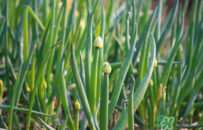 薺菜和蔥能一起吃嗎？薺菜餃子可以放蔥嗎？