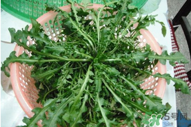 野生薺菜孕婦能吃嗎？野薺菜孕婦可以吃嗎？