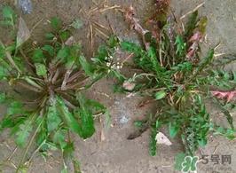 野生薺菜孕婦能吃嗎？野薺菜孕婦可以吃嗎？