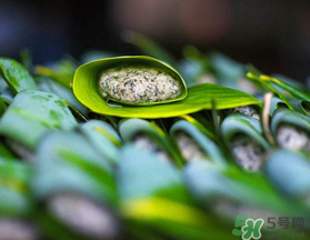 蒿子粑粑能吃嗎？蒿子粑粑可以吃嗎？