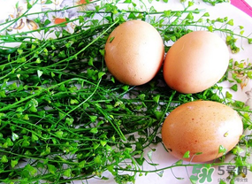 三月三吃什么煮蛋？三月三用什么煮雞蛋？