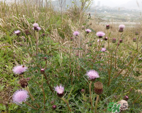 三月三可以掃墓嗎？三月三能掃墓嗎？