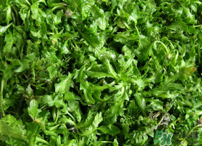 薺菜水有什么好處？薺菜水的功效與作用