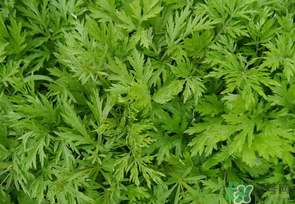 蒿子是發(fā)物嗎？蒿子是不是發(fā)物嗎？