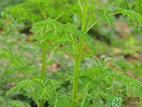 蒿子是發(fā)物嗎？蒿子是不是發(fā)物嗎？