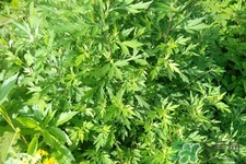 艾草是哪個季節(jié)的？艾草是什么季節(jié)采摘？
