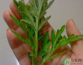 蒿子是艾葉嗎？蒿子和艾葉的區(qū)別