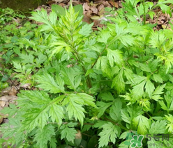 蒿子怎么保存？蒿子能放速凍保存嗎？