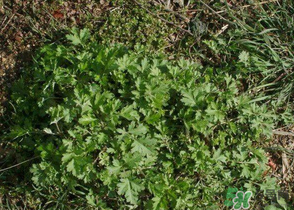 ?蒿子怎么去除苦味？?蒿子粑粑苦是什么原因？