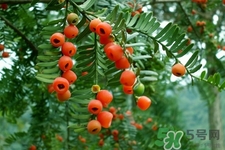 紅豆杉的營養(yǎng)價(jià)值 紅豆杉的功效與作用 紅豆杉的營養(yǎng)價(jià)值 紅豆杉的功效與作用