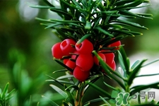 紅豆杉的營養(yǎng)價(jià)值 紅豆杉的功效與作用 紅豆杉的營養(yǎng)價(jià)值 紅豆杉的功效與作用