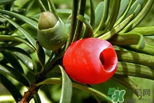 紅豆杉的營養(yǎng)價(jià)值 紅豆杉的功效與作用 紅豆杉的營養(yǎng)價(jià)值 紅豆杉的功效與作用