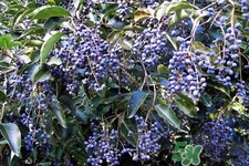 女貞子的營養(yǎng)價(jià)值 女貞子的功效與作用 女貞子的營養(yǎng)價(jià)值 女貞子的功效與作用