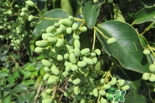 女貞子的營養(yǎng)價(jià)值 女貞子的功效與作用 女貞子的營養(yǎng)價(jià)值 女貞子的功效與作用