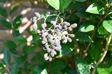 女貞子的營養(yǎng)價(jià)值 女貞子的功效與作用 女貞子的營養(yǎng)價(jià)值 女貞子的功效與作用