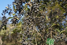 女貞子的營養(yǎng)價(jià)值 女貞子的功效與作用 女貞子的營養(yǎng)價(jià)值 女貞子的功效與作用