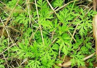 ?蒿子怎么去除苦味？?蒿子粑粑苦是什么原因？