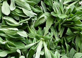 清明草是艾草嗎？清明菜是什么草？