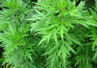 蒿子能吃嗎？蒿子可以吃嗎？