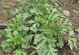 蒿子怎么保存？蒿子能放速凍保存嗎？