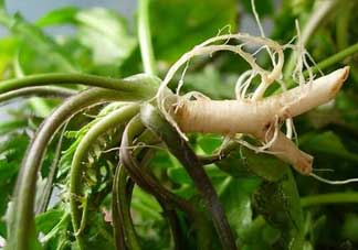 薺菜和蘑菇能一起吃嗎？薺菜和菇類能一起吃嗎？