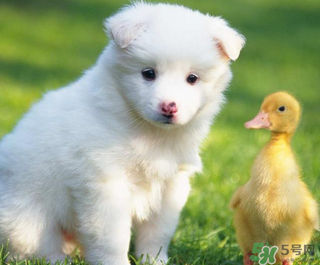 狗狗能吃薺菜嗎？狗吃了薺菜會(huì)生病嗎？