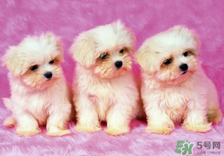 狗狗能吃薺菜嗎？狗吃了薺菜會(huì)生病嗎？